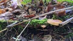 Rhodophana nitellina