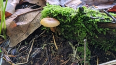 Rhodophana nitellina