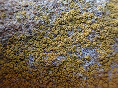 Leproplaca chrysodeta