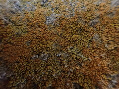 Leproplaca chrysodeta