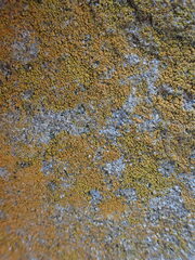 Leproplaca chrysodeta