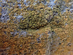 Leproplaca chrysodeta