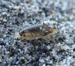 Megalorchestia pugettensis