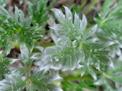 Potentilla pulchella