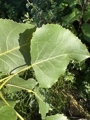 Populus deltoides deltoides
