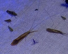 Triaenodes marginatus