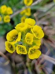 Draba corymbosa