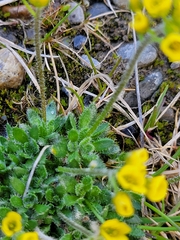 Draba corymbosa