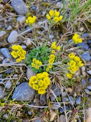 Draba corymbosa