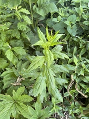 Artemisia stolonifera