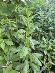 Artemisia stolonifera