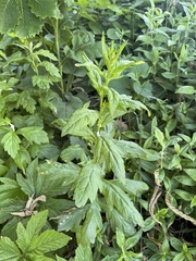 Artemisia stolonifera