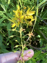 Lysimachia terrestris