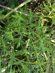Lysimachia terrestris