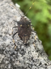 Dalpada cinctipes