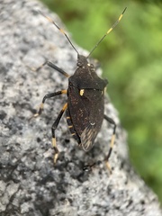 Dalpada cinctipes