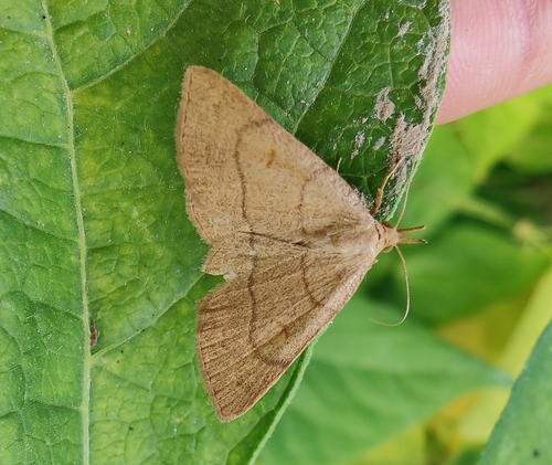 pamora hrabanková (Paracolax tristalis)