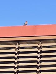 Haemorhous mexicanus