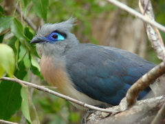 Coua cristata