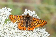 Euphydryas aurinia beckeri