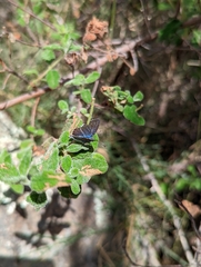 Leptotes pirithous