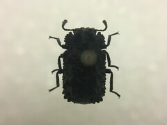 Bolitotherus cornutus