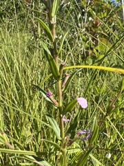 Lythrum alatum alatum