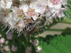 Macropis europaea