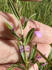 Lythrum alatum alatum