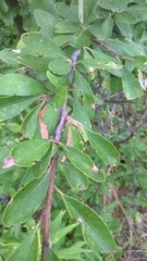 Sideroxylon lanuginosum