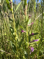 Lythrum alatum alatum