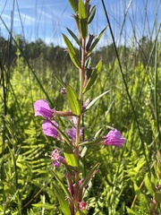 Lythrum alatum alatum