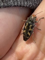 Buprestis laeviventris