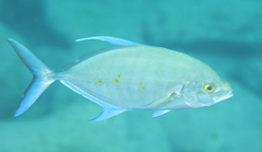 Ferdauia orthogrammus