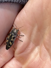 Buprestis laeviventris