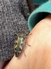 Buprestis laeviventris