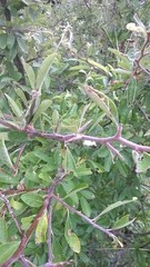 Sideroxylon lanuginosum