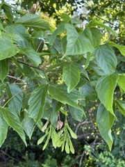 Acer negundo negundo