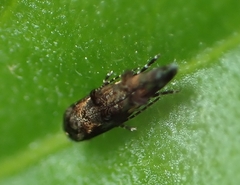 Mompha argentimaculella