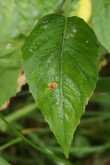 Puccinia circaeae-caricis