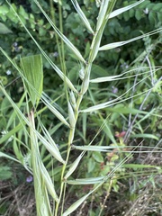Elymus hystrix hystrix