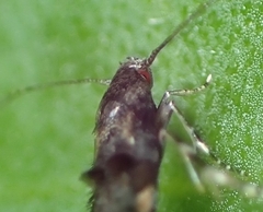 Mompha argentimaculella