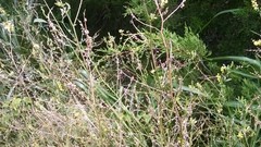 Melilotus officinalis