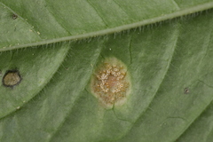 Puccinia circaeae-caricis