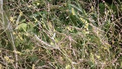 Melilotus officinalis