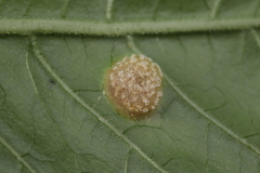 Puccinia circaeae-caricis