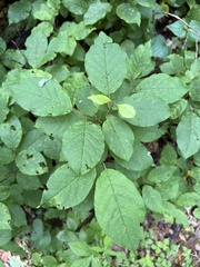 Prunus virginiana virginiana