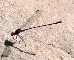 Argia lugens