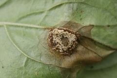Puccinia circaeae-caricis