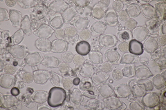 Puccinia circaeae-caricis